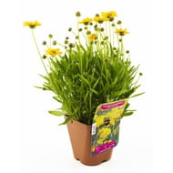 Graminées & vivaces assorties pot de 2L