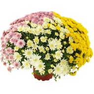 Marguerite d'automne arlequin pot 2L