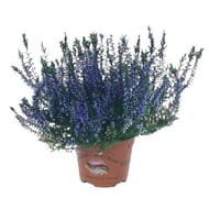 Callluna teintée pot de 0.5L