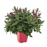 Véroniqueverte  pot 2l