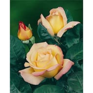 Rosier buisson mme meilland jaune et rose x3  sachet