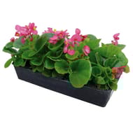 Begonia semperflorens barquette de 10 plants