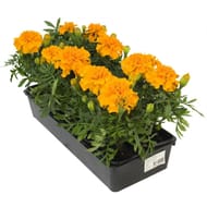 Oeillet d'inde barquette de 10 plants