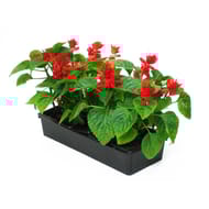 Sauge rouge barquette de 10 plants godet 7 cm
