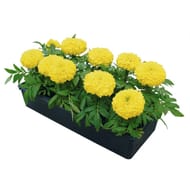 Rose d'inde barquette de 10 plants godet de 7 cm