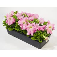 Petunia barquette de 10 plants