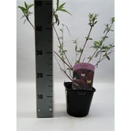 Buddleja rouge vp 2 litres