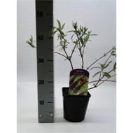 Buddleja blue vp 2 litres