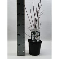 Philadelphus blanc vp 2l