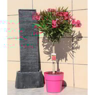 Laurier rose tige "copa" pot terrasse ct27 c8l ht 100