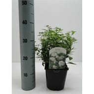 Spiraea blanc vp 2 litres