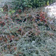 Cotoneaster c.4l