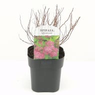 Spirarea feuillage jaune 2 litres