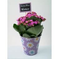 Plante fleurie dans son pot en zinc spécial fête des mères réf 57433