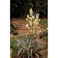 Yucca filamentosa varies c 4/4.5
