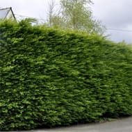 Cupressocyparis leylandii fastigie conteneur de 3 litres  hauteur de 60/80 cm