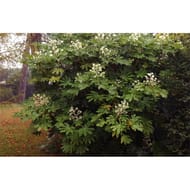 Fatsia japonica varies c 4/4,5