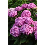 Hortensia de collection primeur c4,5