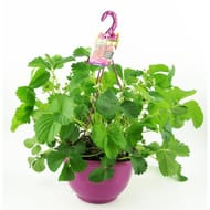 Fraisier charlotte  suspension 27 cm