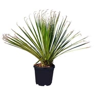 Dasylirion longissimum ct25 c10l ht 60-80 cm