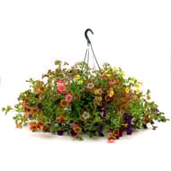 Calibrachoa suspension 25 cm