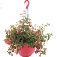 Fushia suspension 25 cm