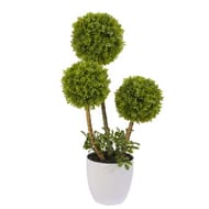 Arbuste gm boule de buis