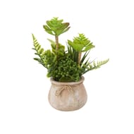 Pot de terre cuite de plantes grasses