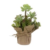 Cactées dans son sac en jute