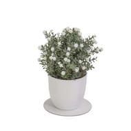 Rosier en pot blanc