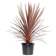 Cordyline red star ct20 c5l ht40-60
