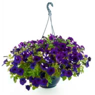 Petunia 1000 fleurs suspension 25 cm
