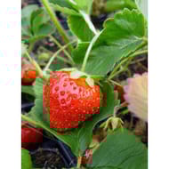 Fraisier gentonova barquette de 6 plants godet de 7cm remontant