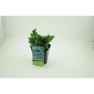 Conifère juniperus squamata blue star genévrier conteneur 3 litres