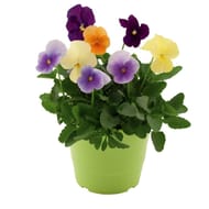 Viola retombante pot 1l
