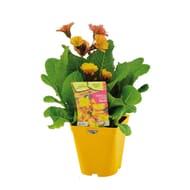 Primevères de collection pot 1l