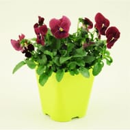 Pensée coolwave  pot 1l