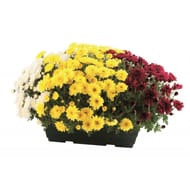 Chrysantheme multifleurs tricolore jardiniere 40 cm