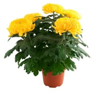 Chrysantheme grosse feurs  4/5 pot de 2 litres