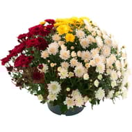 CHRYSANTHEME MULTIFLEURS TRICOLORE COUPE 23 CM