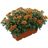 Chrysanthème multifleurs uni jardinière 40 cm