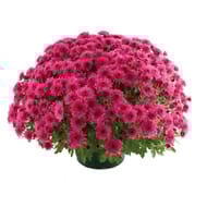 Chrysanthème pomponnette uni coupe 23 cm