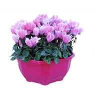 CYCLAMEN coupe 23 cm