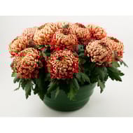 Chrysanthème grosses fleurs 12 têtes coupe de 40 cm