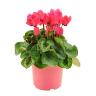 Cyclamen pot de 12 cm