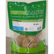 Pomme de terre rosabelle 25x35 verbag de 25 plants