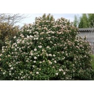 Viburnum tinus c 4/4,5