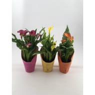 Calla coloris variés pot de 14cm