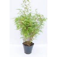 Bambou fargesia rufa c4l