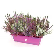 Calluna naturelle tricolore jardiniere 40 cm